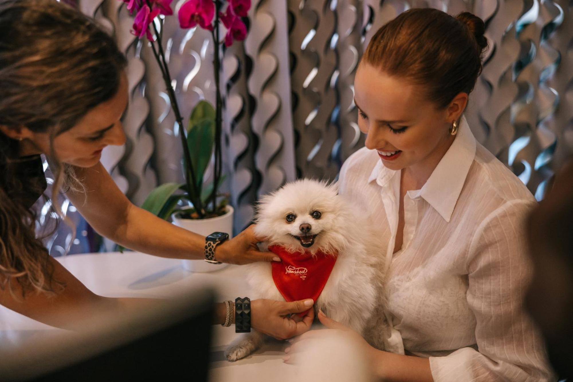 Hard Rock Hotel Ibiza Playa d'en Bossa Esterno foto A dog at the Four Seasons Hotel in Moscow